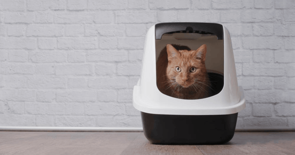 Ginger cat in a litterbox.