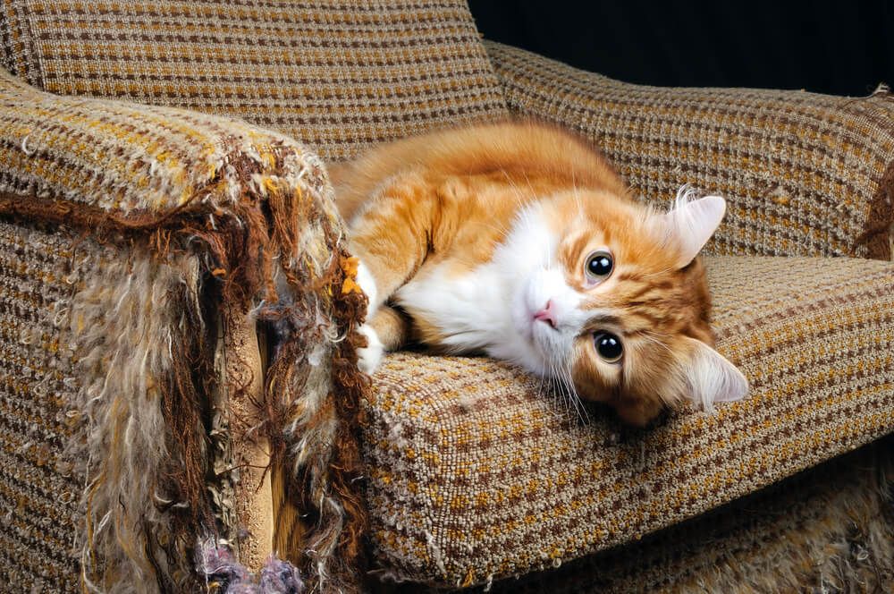 Кошка дерет диван