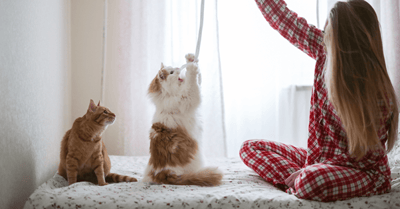 Подружить котенка и взрослую кошку