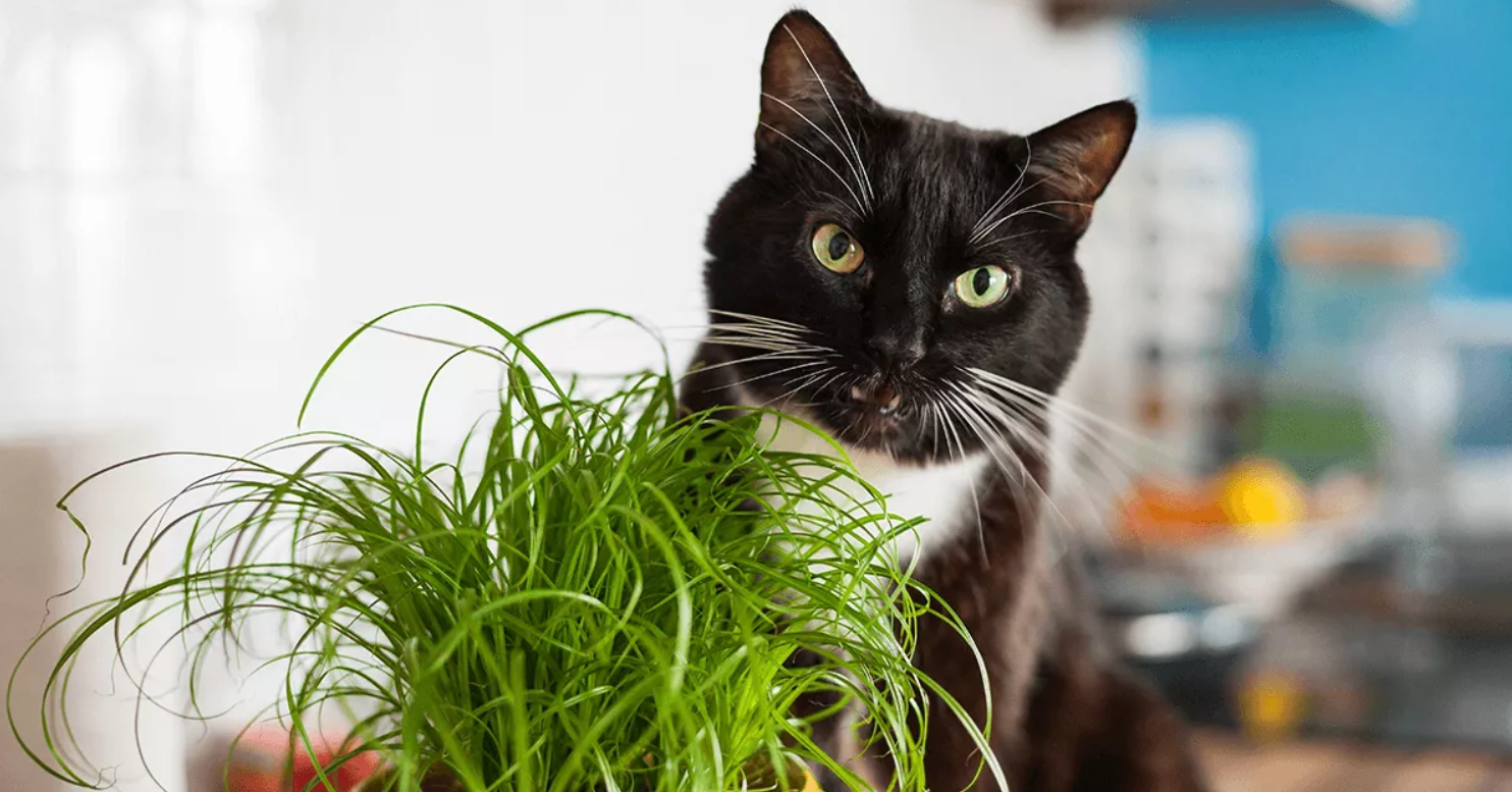 Зачем кошки едят траву? Мнение кошки