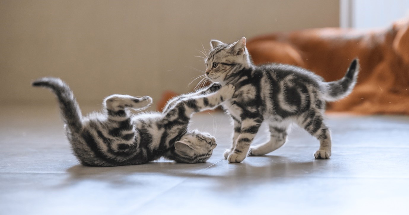 как кошки играют друг с другом