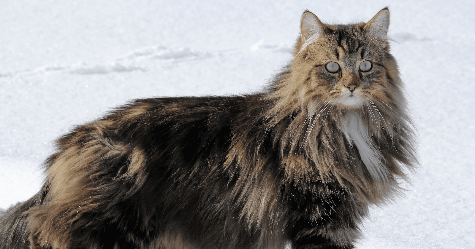 норвежская лесная кошка