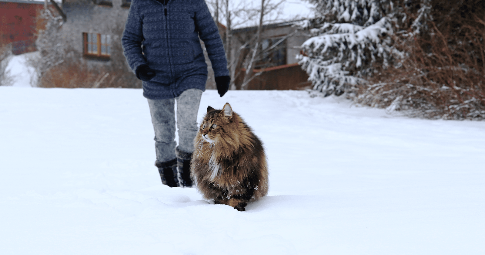 норвежский кот на прогулке