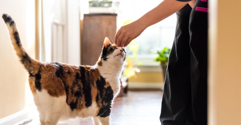 Katze trainieren: immer geduldig bleiben