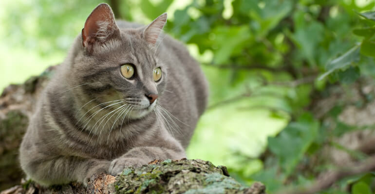 Katze klettert auf Baum