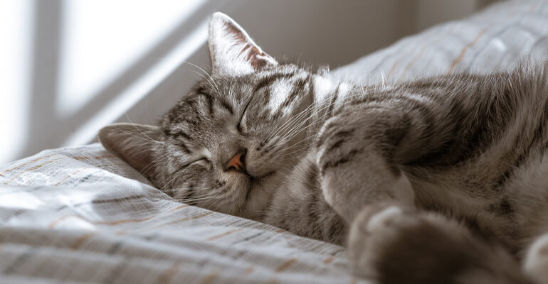 Was träumen Katzen eigentlich?
