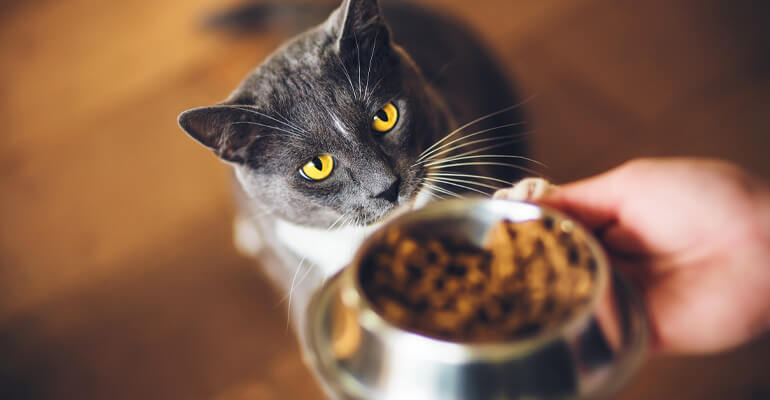 Mehrere Katzen füttern?