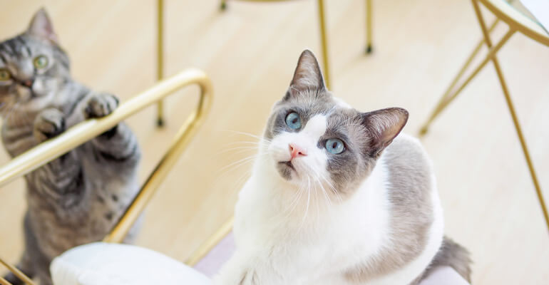 So funktioniert die Katzensprache