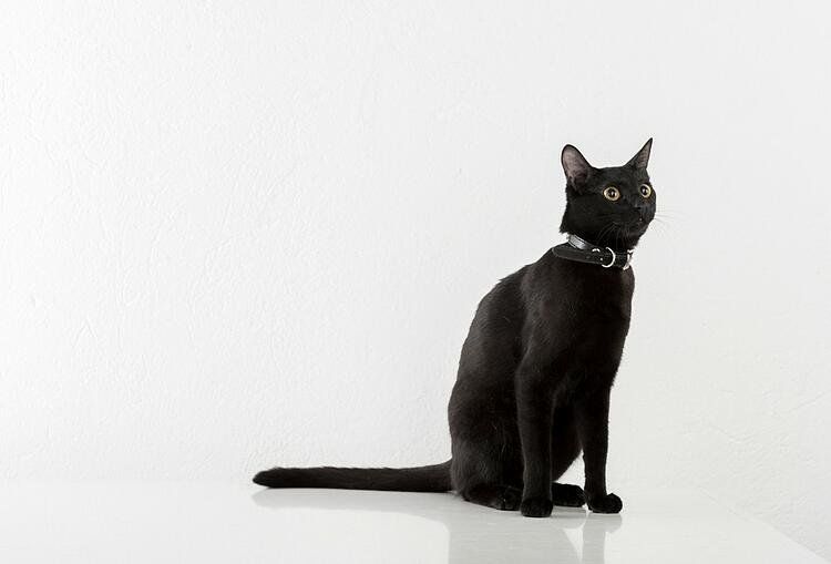 22 Beautiful Black Cat Breeds - Unique Types of Black Cats