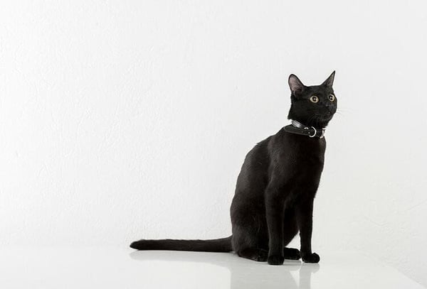 one in 22 cats is truly a black cat