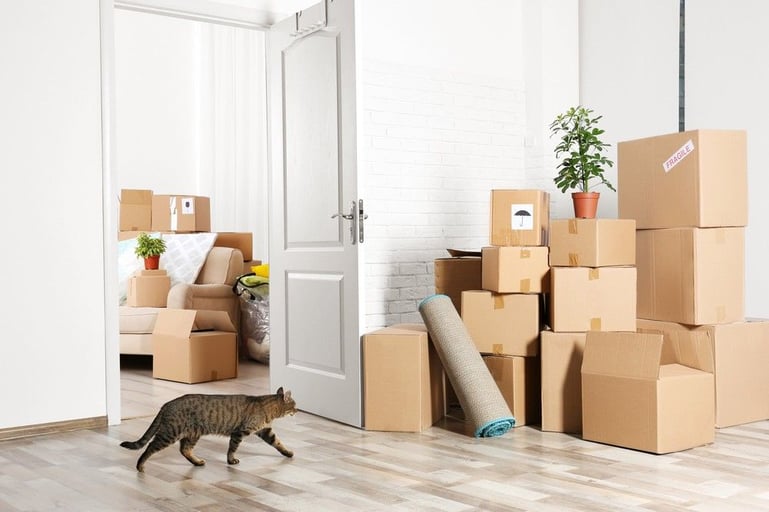 Verhuizen is stressvol voor je kat