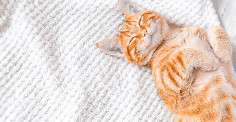 Kitten alleine lassen