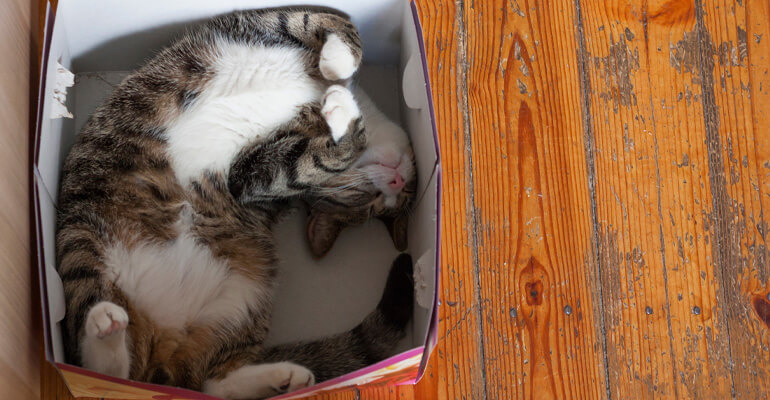 Umzug mit Katzen: Kartons