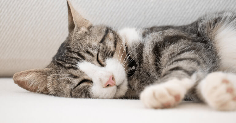 Was träumen Katzen im Schlaf