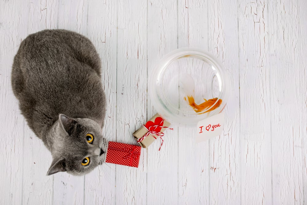 2. 8 maneras sorprendentes de tu gato de decirte Te quiero_2