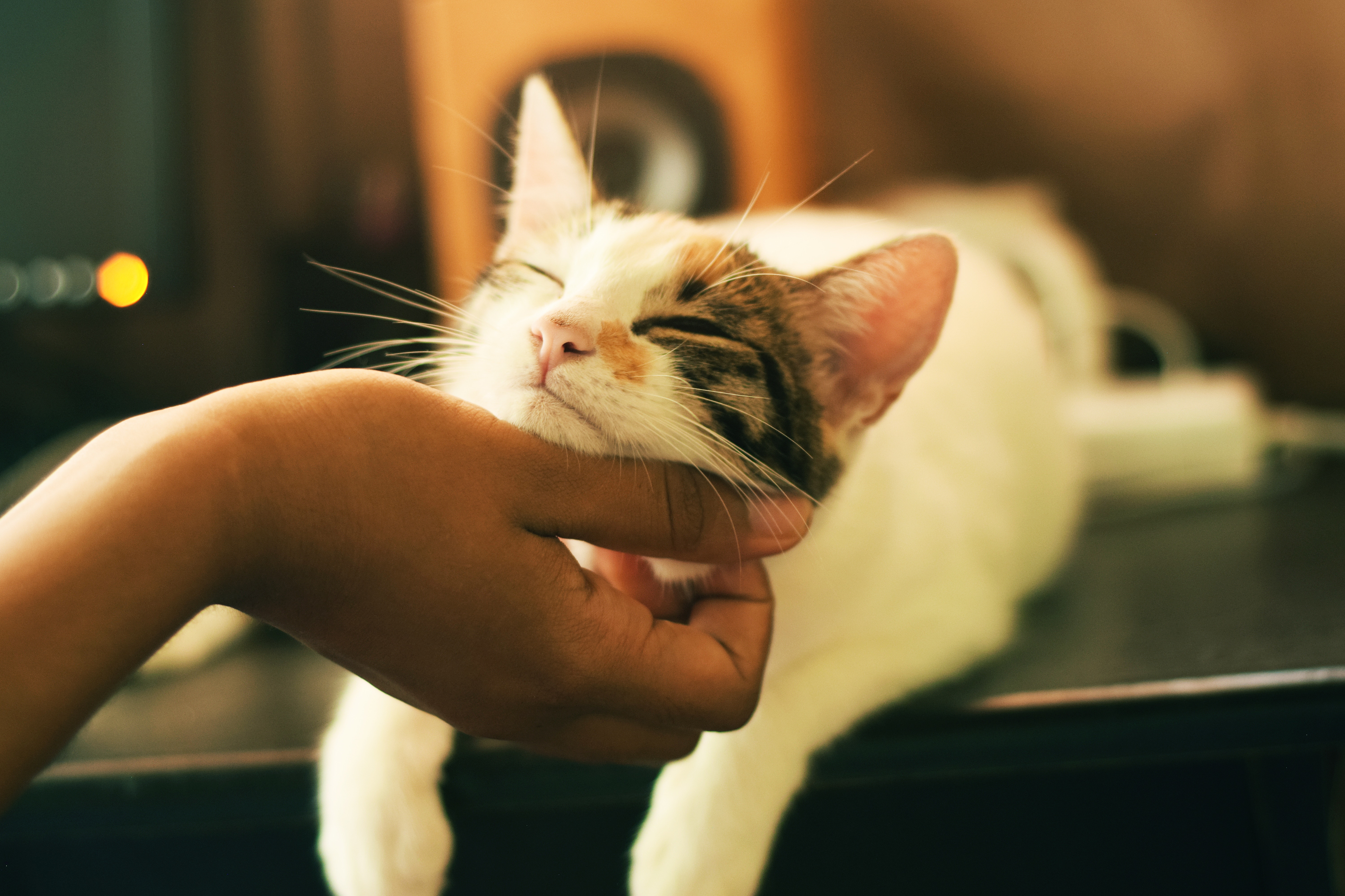 2. FELIWAY- gatos y mudanzas 3