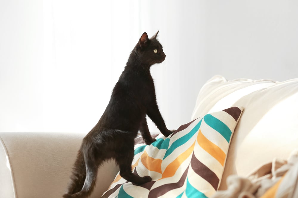 2. FELIWAY- gatos y mudanzas 5