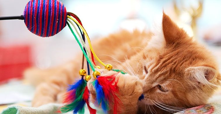 Katzen beschäftigen mit Spielzeug