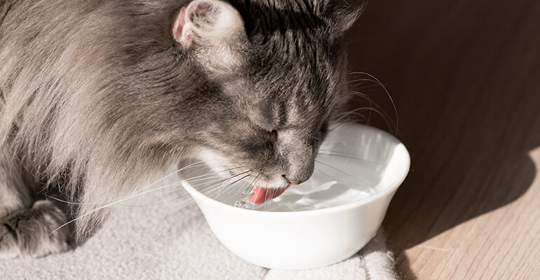 Die Größe des Wassernapfes ist relevant wenn deine Katze zu wenig trinkt