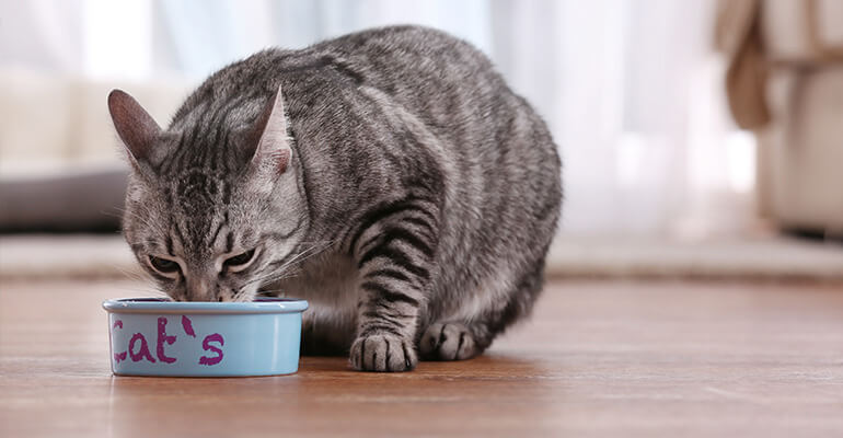Freigänger Katze im Urlaub alleine lassen