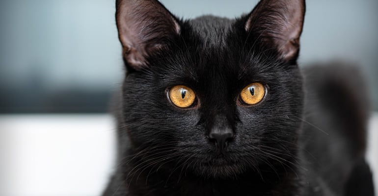 Schwarze Katze mit gelben Augen
