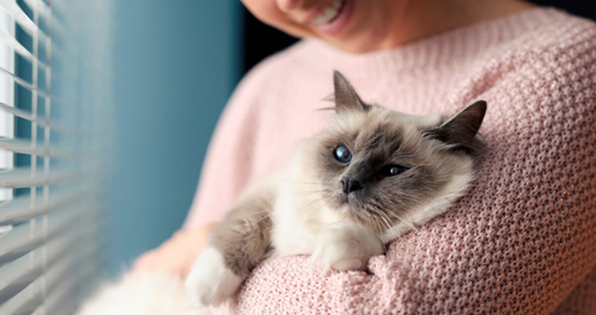 FELIWAY_cual utilizar 1