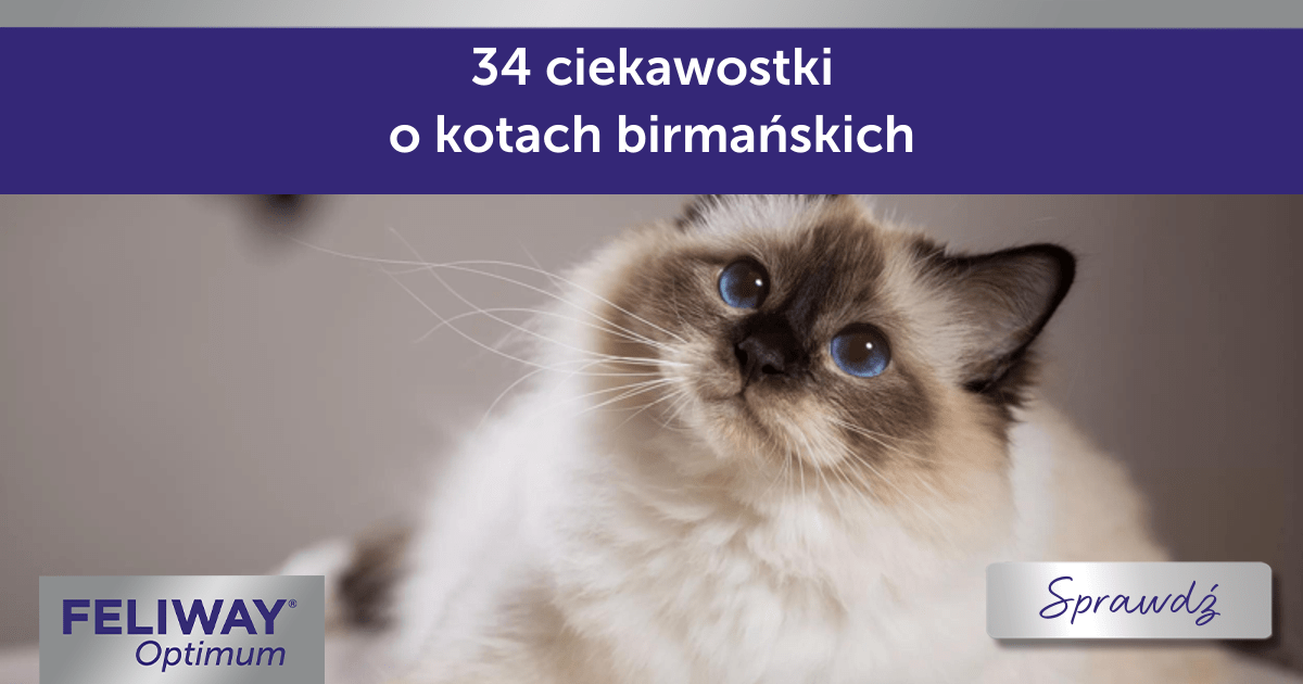27 Fakten über  Russisch White Katzen (3)-min