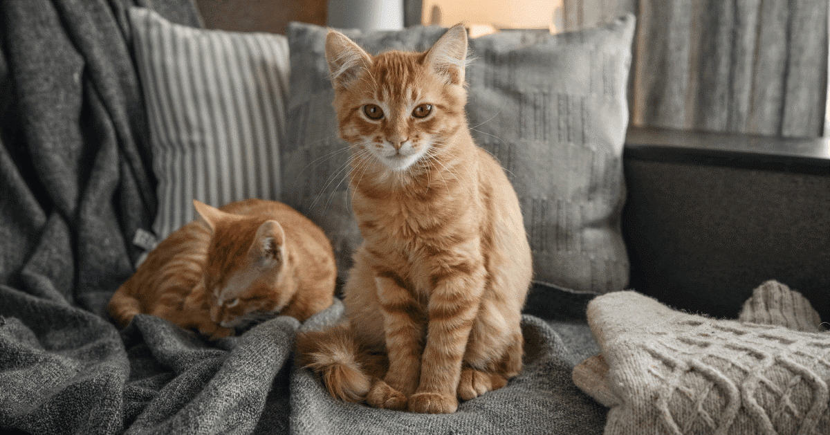 Auch rote Katzen leben am liebsten mit einem Artgenossen