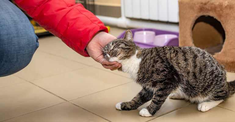 Wo kann ich meine Katze abgeben? Wo kann ich meine Katze abgeben?