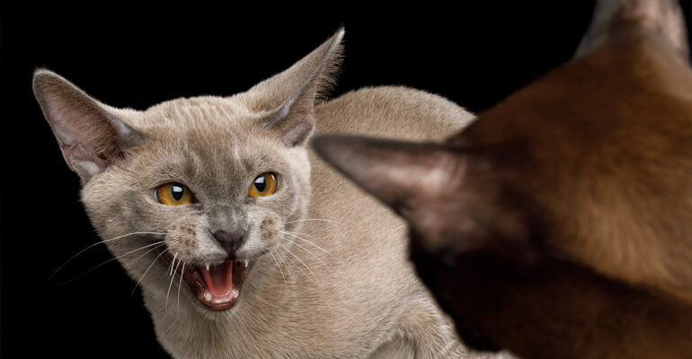 Katzenohren als Kommunikationsmittel