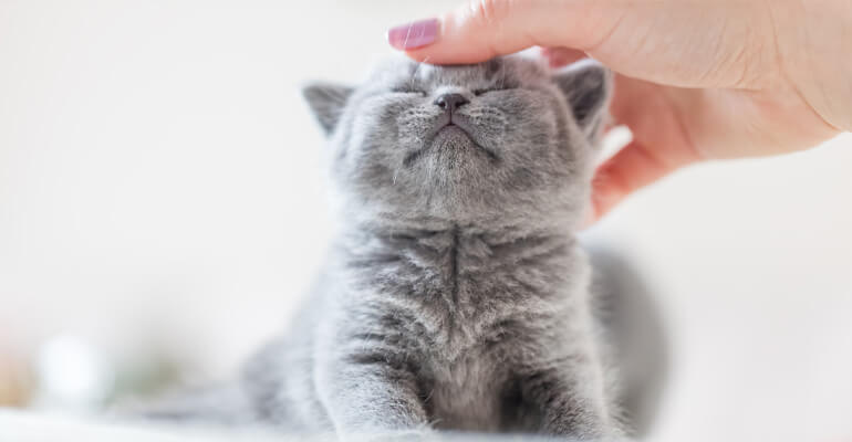 Kitten alleine lassen