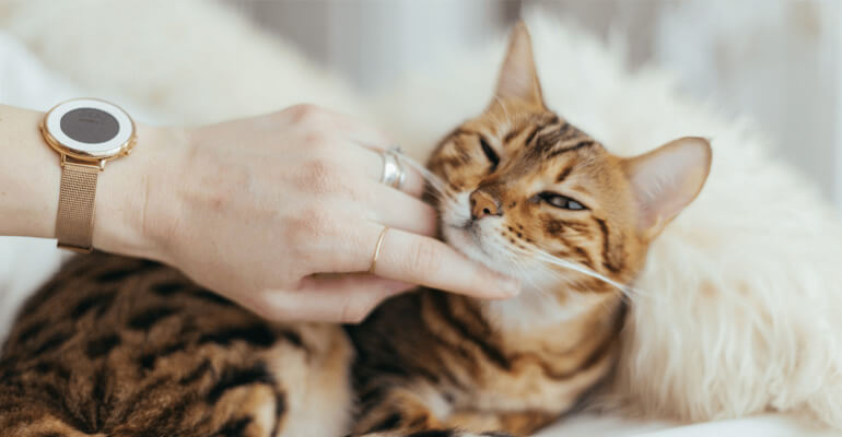 Schnurrhaare der Katze: Ein Entspannungszeichen
