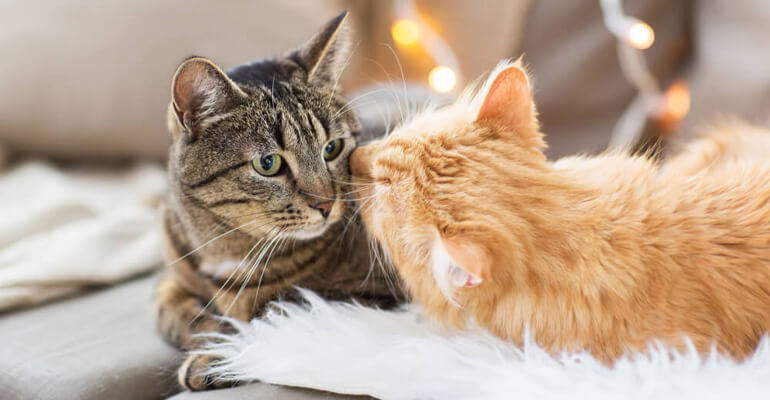 Katzensprache: Zuneigung durch putzen zeigen