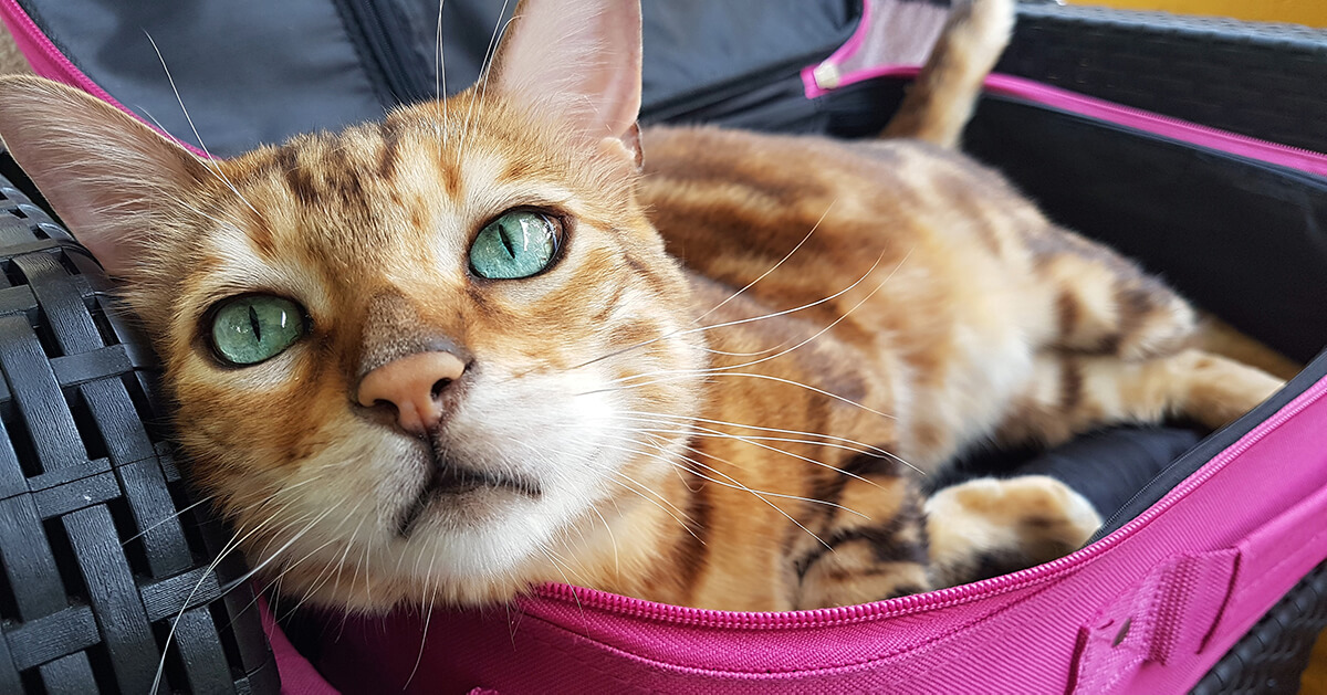 3. Consejos para calmar a tu gato durante los viajes_1