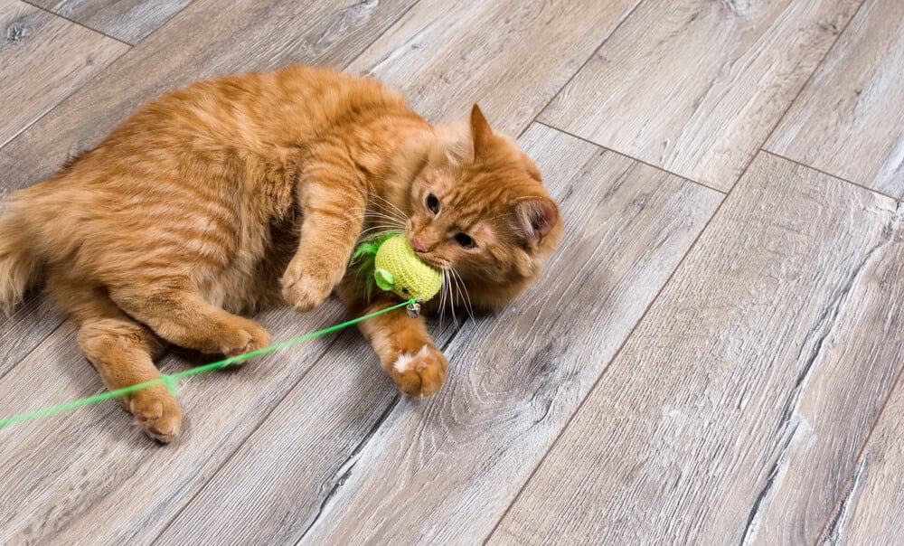Feliway_Cómo presentarle a mi gato a mi nuevo compañero de piso 2