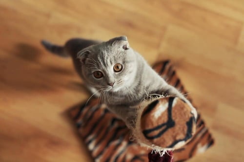 grey cat streching on a scratching post