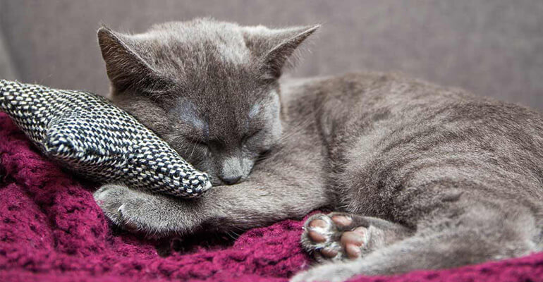 Gestresste Katze kuschelt gerne
