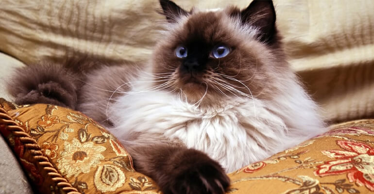 Katze mit blauen Augen: Welche Rassen?