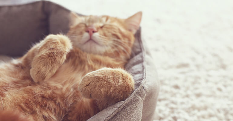 Überraschende Katzenpfoten
