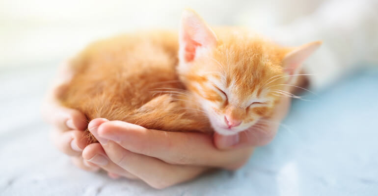Kitten alleine lassen