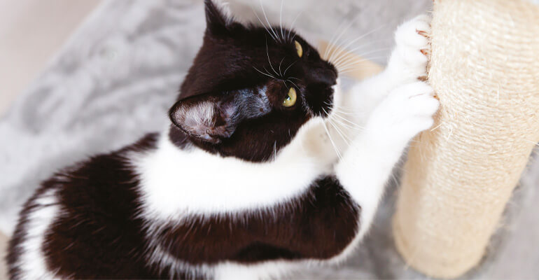 Katzensprache: Pheromone verteilen durch Kratzen