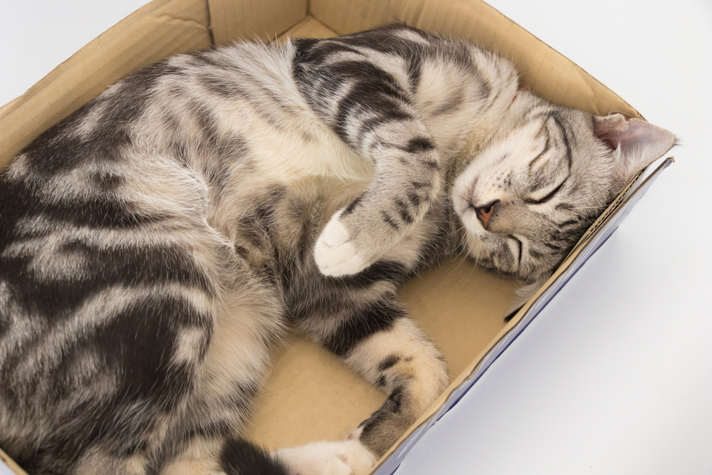 4. FELIWAY gatos y las cajas de cartón 2