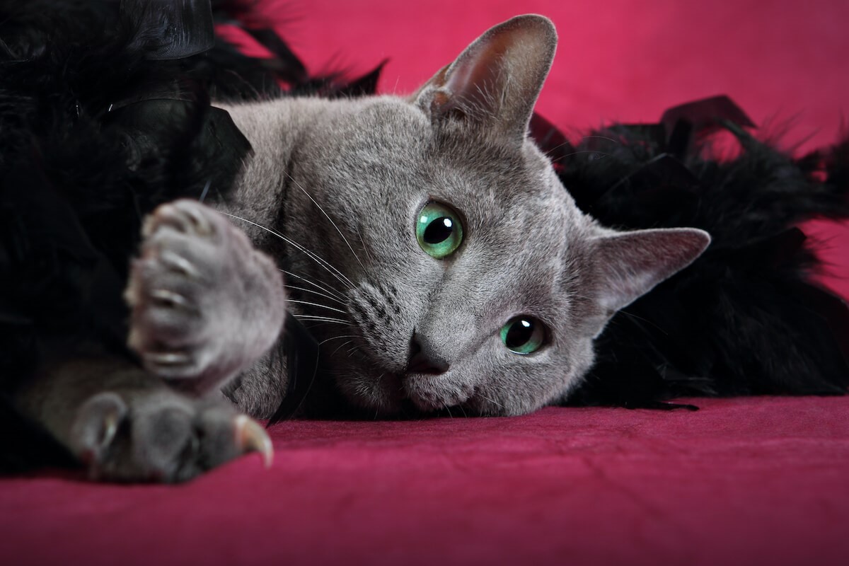 4. Feliway_6 maneras de ayudar a un gato con ansiedad 1