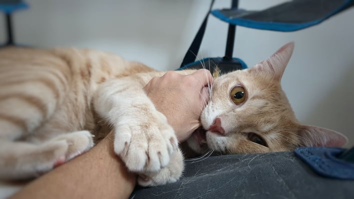 4. Feliway_Como juegan los gatos a medida que crecen 4