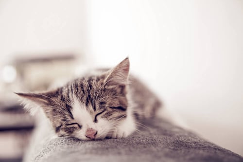 kitten sleeps on the couch