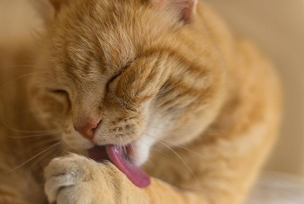 cats are cleaning machines