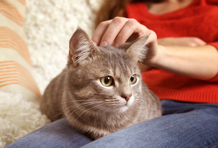 Amore incondizionato per i gatti
