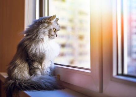 A tu gato le estresan otros gatos del vecindario 1