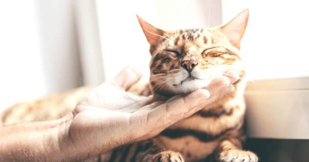 Accarezzare un gatto