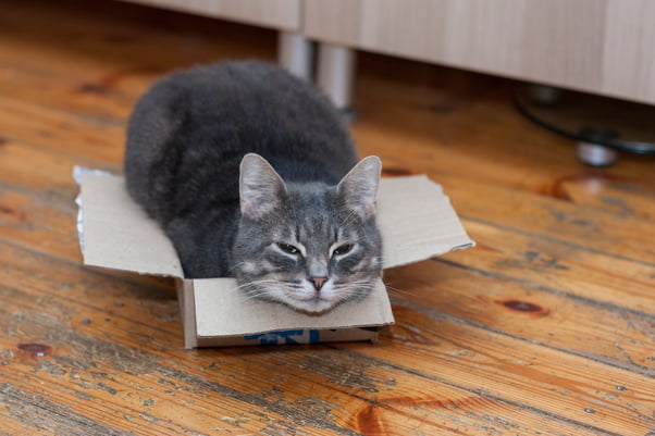 Grey cat resting in a very small box.